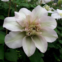 Clematis Jeanne’s Pink TM på lager medium marts